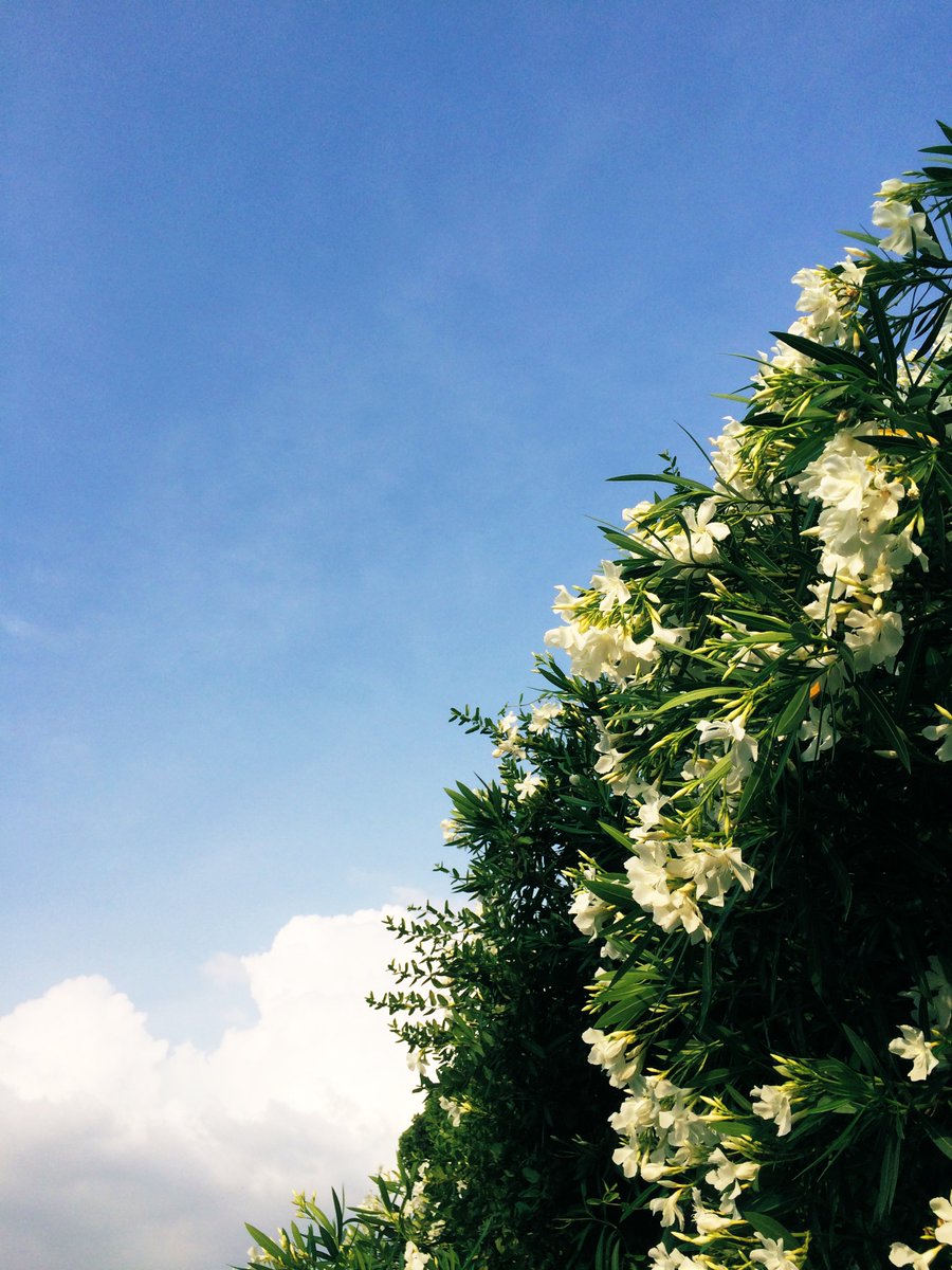 hibi_shumi's tweet photo. 夏の思い出
#photolog https://t.co/FRhLVJLm0y