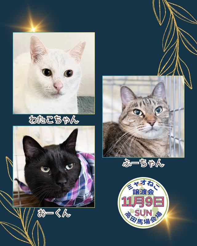 myaoneko55's tweet photo. 🧥11月9日譲渡会参加猫🧥

それぞれの猫さん情報は
https://t.co/m0SG7yBsuS
👆こちらよりご確認ください♡
⠀
#ミャオねこ #保護猫譲渡会 #里親募集中
#東京都 #高田馬場 https://t.co/fbsTpcmzOA
