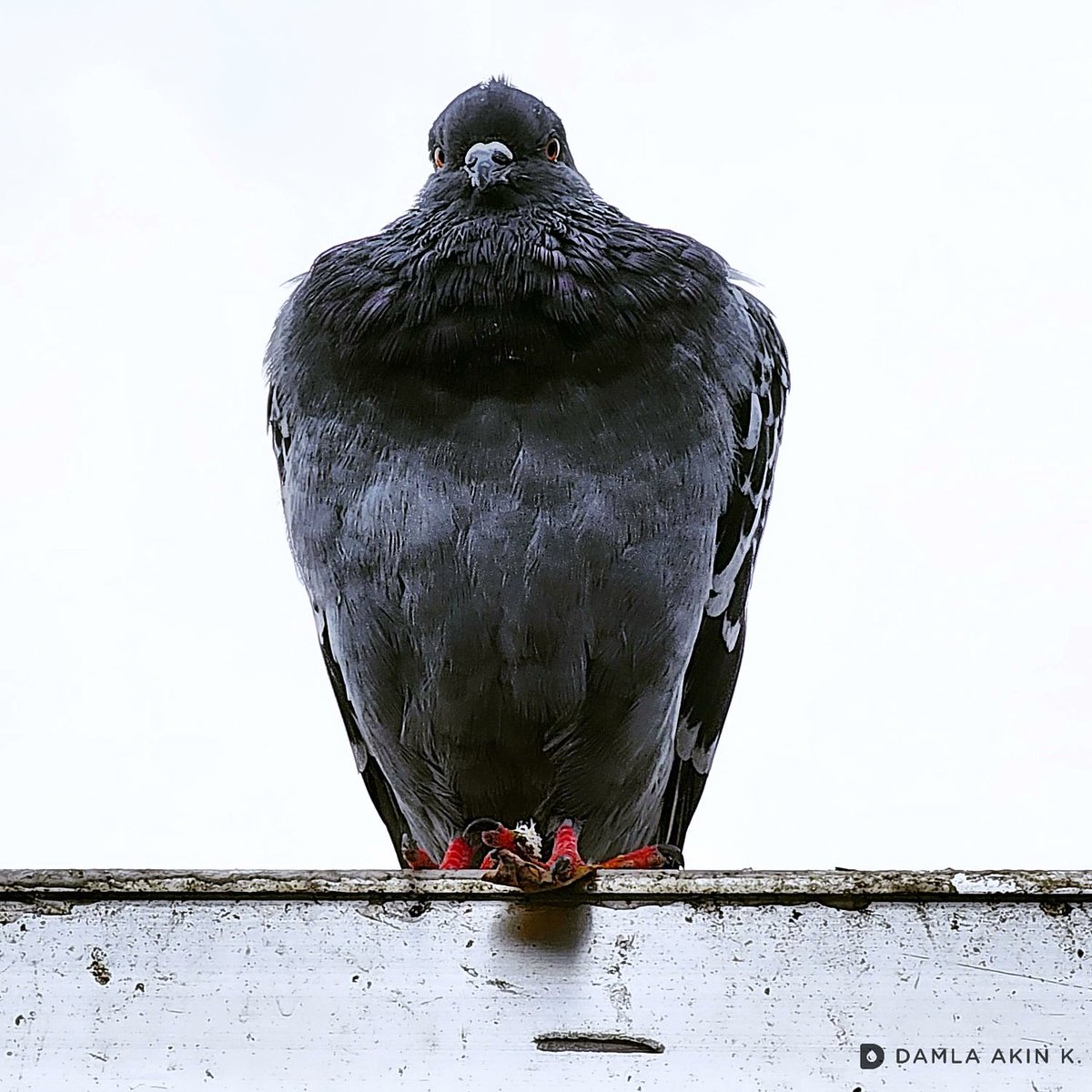 DaMLaAknK's tweet image. Kartal mısın yavrum?! Bu ne hava! Duruşun ayrı, bakışın ayrı karizmatik!
😆🖤🤍

#güvercin #pigeon