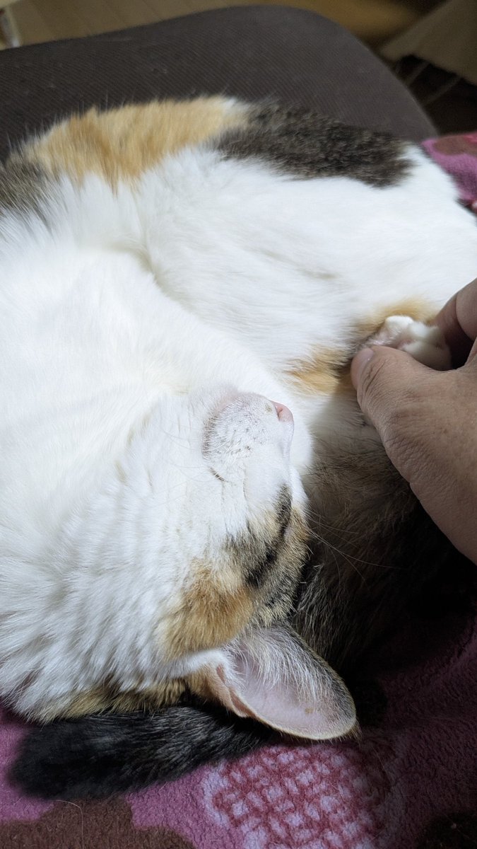 ❤️ koteさま❤️ そらたま on X