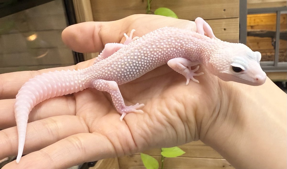 爬虫類倶楽部中野本店 本アカウント on X