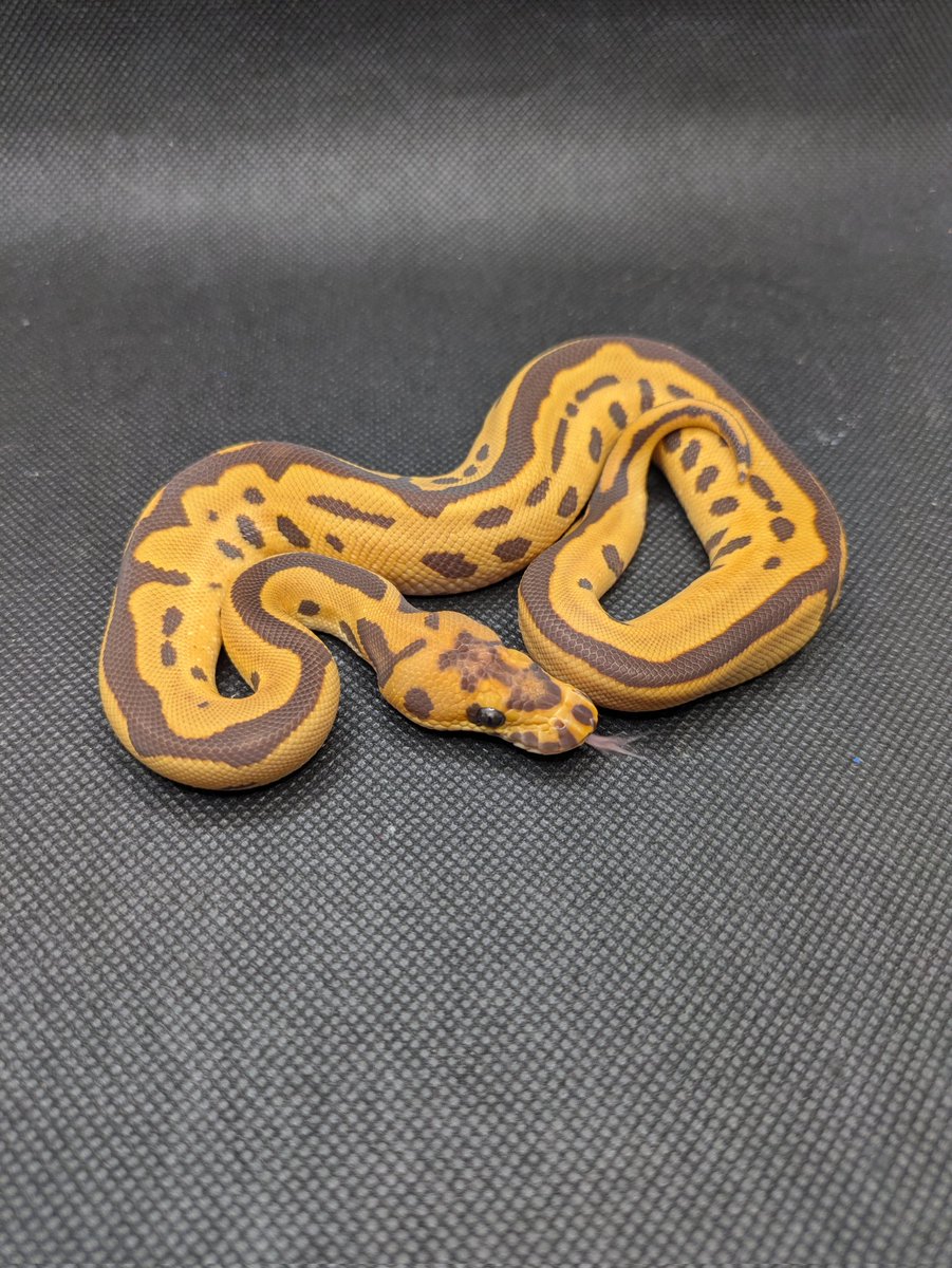 Bp_Loony's tweet image. Leopard Monarch Clown
Pastel Leopard Monarch Clown

FS完了
ONEに連れて行きます！
購入しないでください🙏

#ONE2025 
#ballpython 
#ボールパイソン