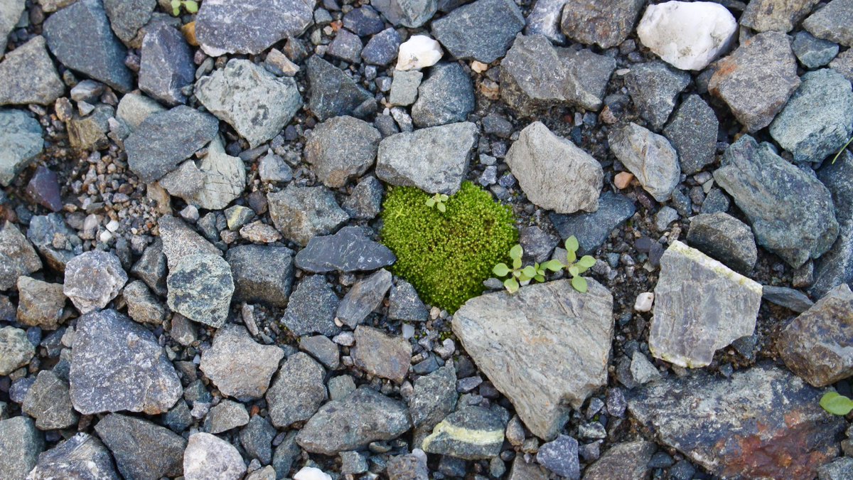 駐車場にハート型のコケが。
かわいいね。
仕事終わりに癒されました。