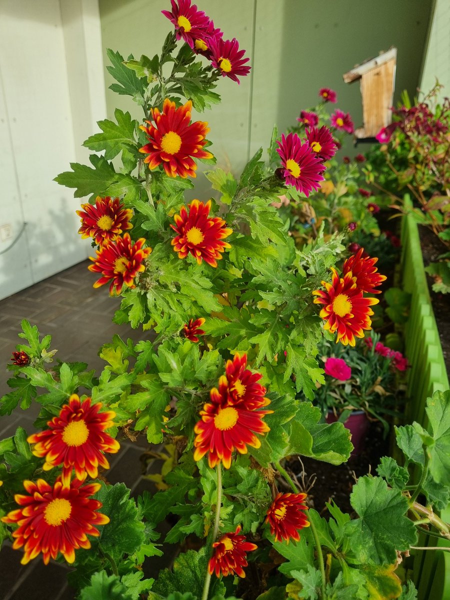 Lady_Jean25's tweet image. Good morning☕️☕️ friends..I wish you a nice sunny🌞 #Friday..everything is blooming on my #balcony..Very beautiful..🌿💚🌿😀