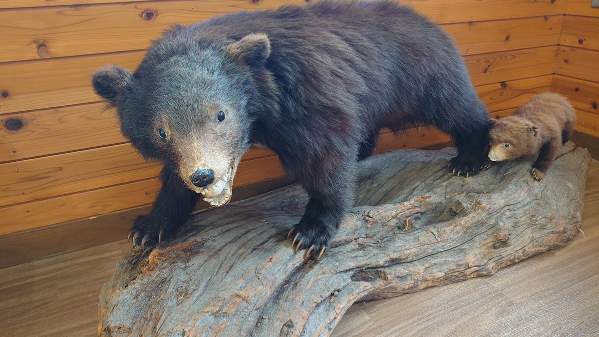 PCM8's tweet image. 丸太の上に立つツキノワグマの親子、その隣にはどこか間抜けなカモシカの姿。
ここは道の駅なぎさ。山の暮らしと自然のぬくもりが詰まった場所。

窓の外では秋の山がやさしく色づき、
金と橙の葉が風にゆらゆらと踊っている。静けさの中に、森の息づかいが感じられる瞬間。…