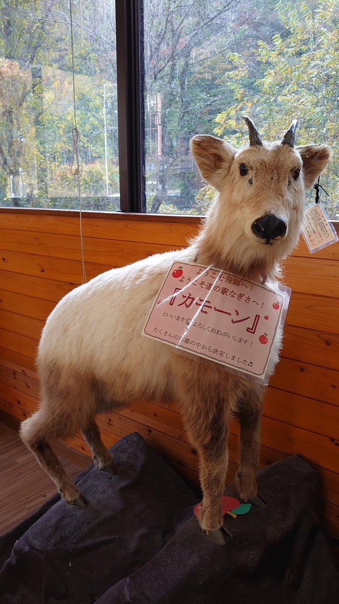 PCM8's tweet image. 丸太の上に立つツキノワグマの親子、その隣にはどこか間抜けなカモシカの姿。
ここは道の駅なぎさ。山の暮らしと自然のぬくもりが詰まった場所。

窓の外では秋の山がやさしく色づき、
金と橙の葉が風にゆらゆらと踊っている。静けさの中に、森の息づかいが感じられる瞬間。…