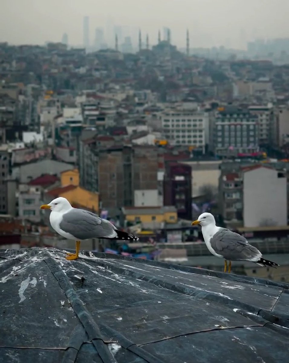 Gönül sevgiyi bulmuşsa ,
            kuru dal bile çiçek açar.
#Mevlana 🌹
#hayirlicumalar ✨