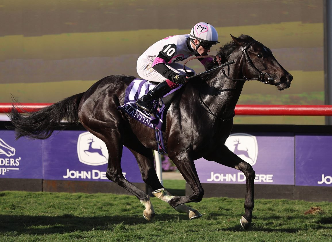 A week on since BALANTINA was a brilliant winner of the Gr1 🏆 Juvenile Fillies Turf at the #BreedersCup 🟣 <a href="/DelMarRacing/">Del Mar Racetrack</a> <a href="/BreedersCup/">Breeders' Cup</a>. Many congratulations to <a href="/mcstayagent/">Mark McStay 🇺🇦</a> <a href="/AvenueBstock/">AvenueBloodstock</a> who purchased this exciting filly as a yearling <a href="/InfoArqana/">ARQANA</a> 🍾🍾
