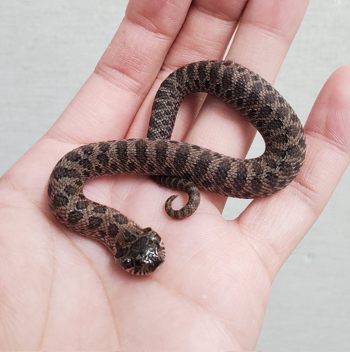 爬虫類クラブJ吉岡店 【公式】【爬虫類倶楽部】【ハチクラ】 on X