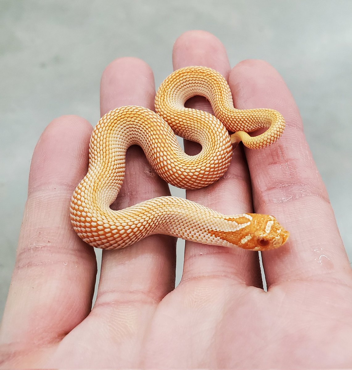 中型ホワイトサンゴ 自然形状 爬虫類クラブJ吉岡店 【公式】【爬虫類倶楽部】【ハチクラ】 on X