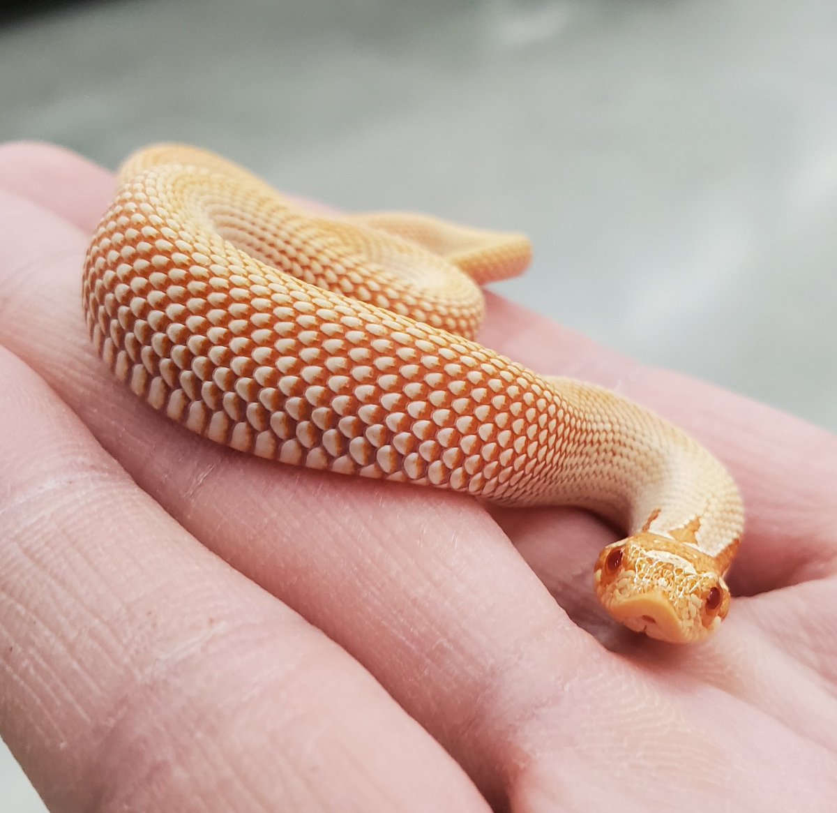 中型ホワイトサンゴ 自然形状 ZX白