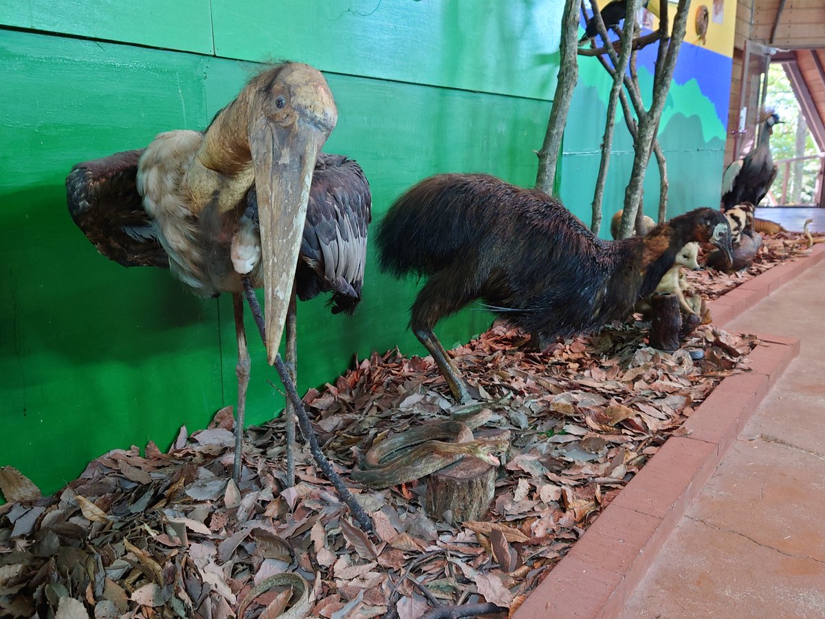 マコラ☆＆☆オリオン on X