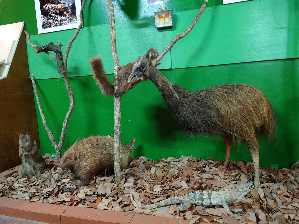 マコラ☆＆☆オリオン on X