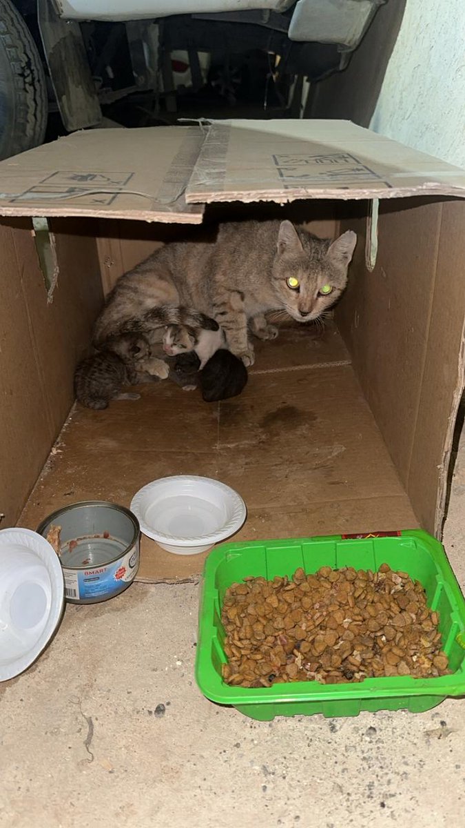 #انقاذ #قطط #الرياض 
فيه قطة منزلية موجوده من يومين عند المسجد اهي وعيالها صغار ثلاثه لي يومين  امر عليها احط لها اكل وحليب ومويه من كثر خوفها ماتاكل الا اذا احد موجود عندها  ومقدر اخذها معي البيت لوجود اطفال اخاف يسوون فيها شي وتصير بذمتهم
لان حرام عيالها صغار لسى حتى السره