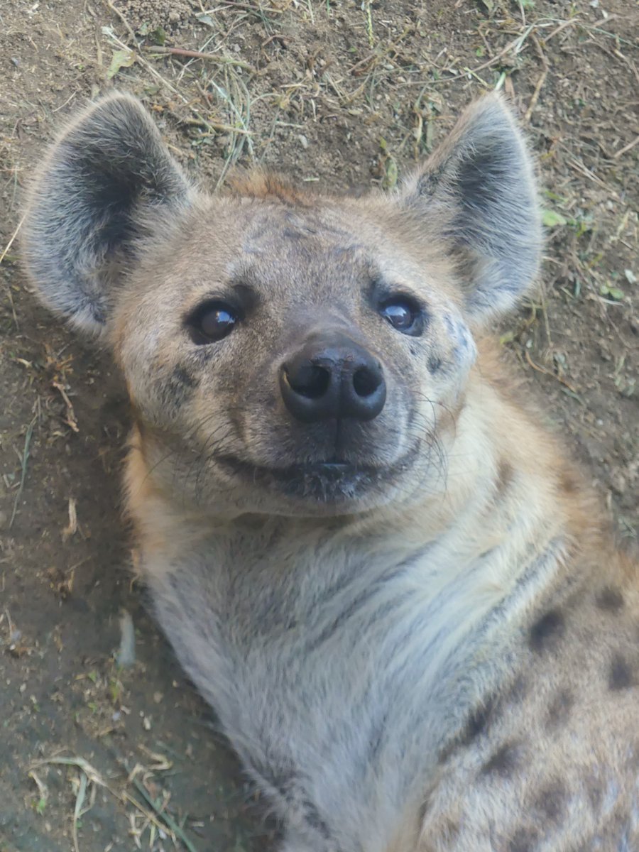 𝑚𝑎𝑟𝑢(ﾏﾙ) (@maru2022) / Posts / X