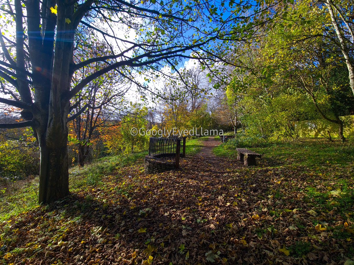 GooglyeyedLlama's tweet photo. Morning walkies at #MilleniumGreen in beautiful #Frome https://t.co/0g9yKP1E1v
