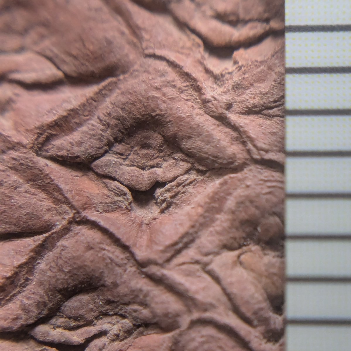 ニッポニテス on X