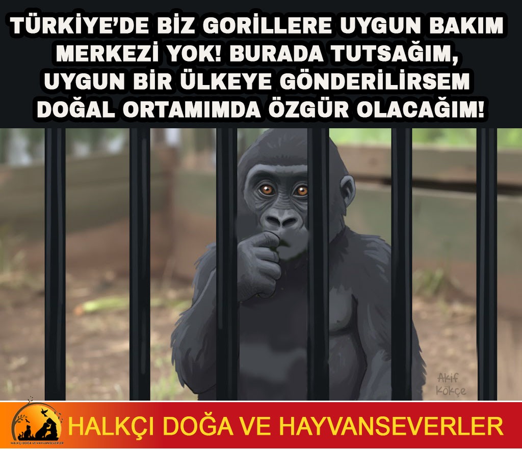 Zeytin, Hayvanat Bahçesinde Tutsak Değil Doğal Ortamında Özgür Olmalıdır!