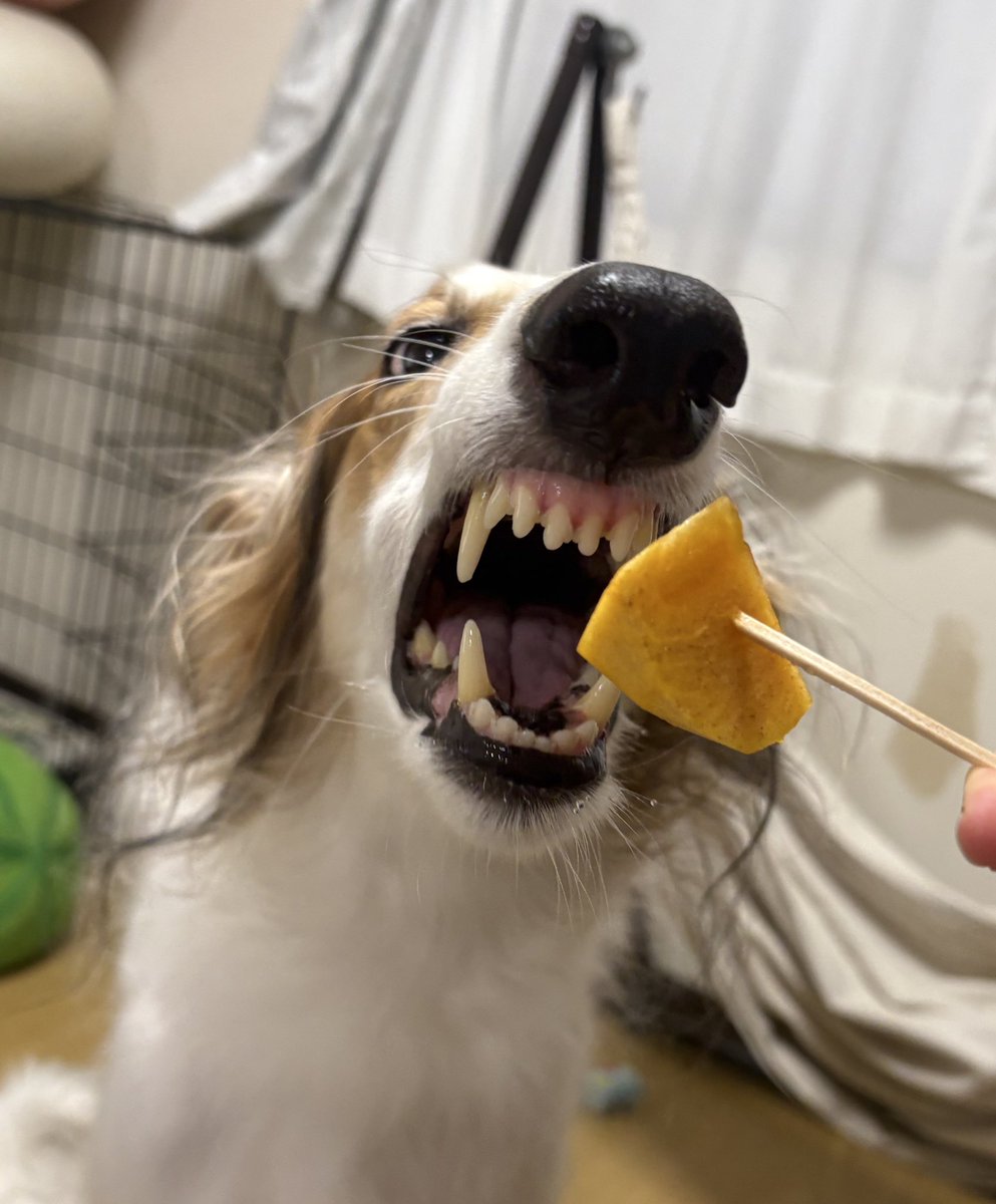 食後に柿と梨をもらったリーネψ (⸝⸝⸝´༥`⸝⸝⸝) ŧ‹"ŧ‹"