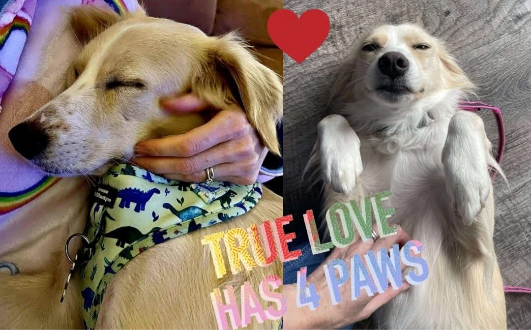 ❤️🎄WHO WANTS CUDDLES FOR CHRISTMAS?🎄❤️
TIME IS RUNNING OUT FOR OUR BEAUTIFUL GIRL DOTTIE 😢💔 

🆘️WE URGENTLY NEED TO FIND DOTTIE A FOSTER OR FOREVER HOME‼️‼️

After living in a home for so long Dottie would be so sad to find herself spending Christmas in kennels without a