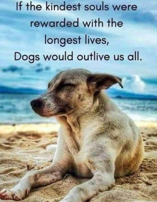 Dog Lovers (@doglovers03) on Twitter photo 