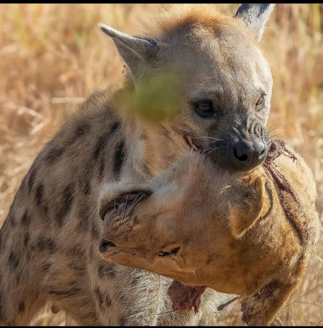 Don't let them fool you, table can turn 💪
Better days are yet to come volks.