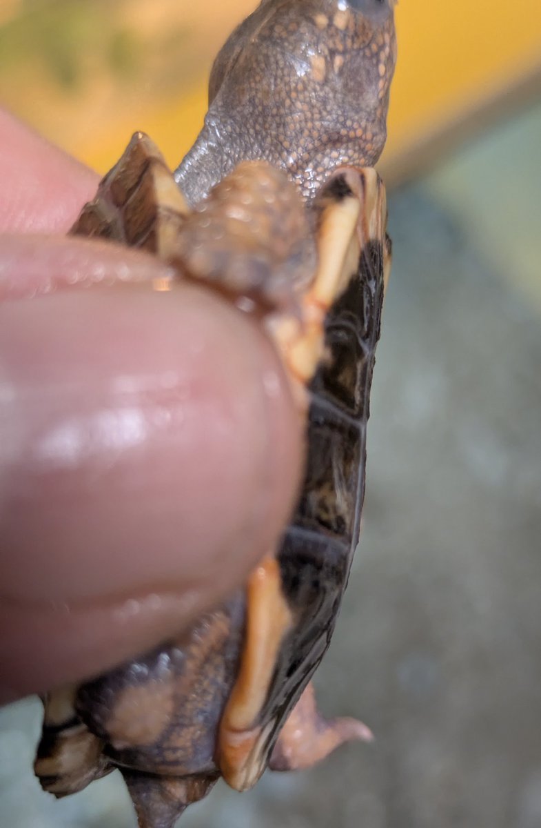 KOBU JAPAN,LTD. on X