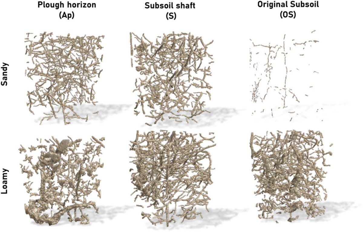 Geoderma_Jrnl's tweet image. New in Geoderma: &quot;Long-term improvement of subsoil pore structure in sandy soils by meliorative fractional deep tillage&quot; by Maik Geers-Lucas, Martin Leue, Steffen Schlüter, Michael Sommer. buff.ly/o5rgb4d 
@TUBerlin @zalf_leibniz
