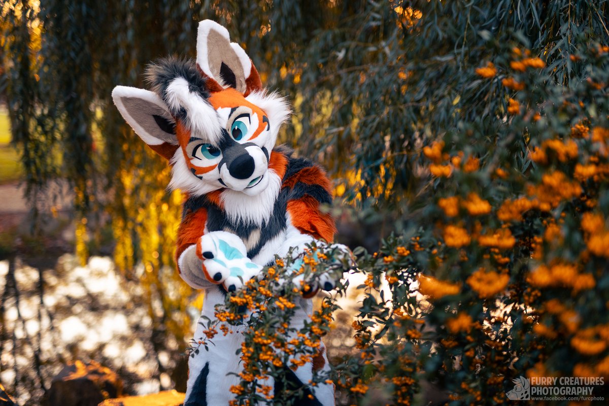 Don't forget to appreciate the beauty of autumn this #FursuitFriday 🍂🐺

🧵: <a href="/Zuri_Studios/">Zuri Studios</a> 
📸: <a href="/FurCPhoto/">Furry C. Photo</a>