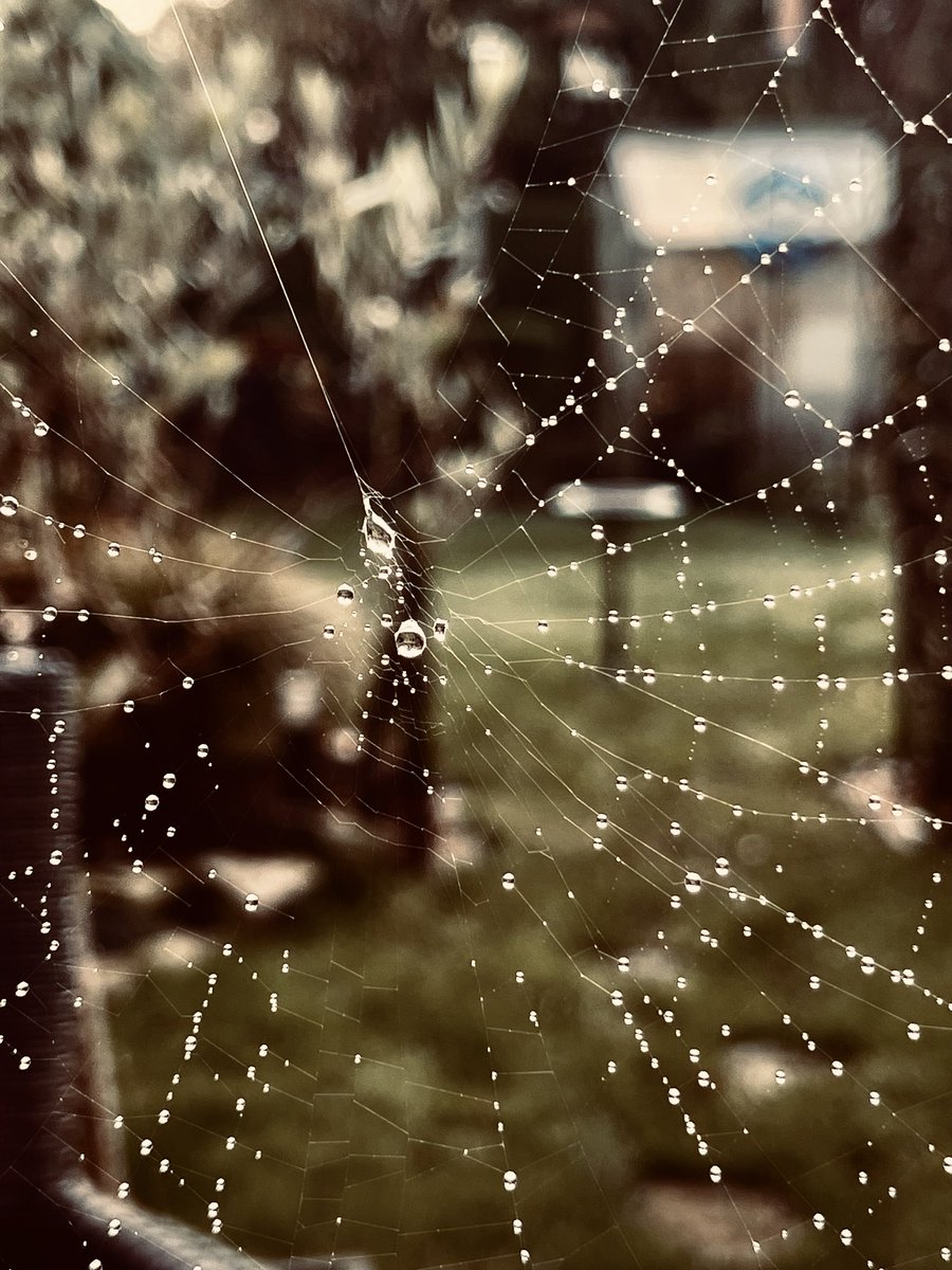 MALoveley19ish's tweet image. #SpidersWeb just before it disappeared in the sunlight.