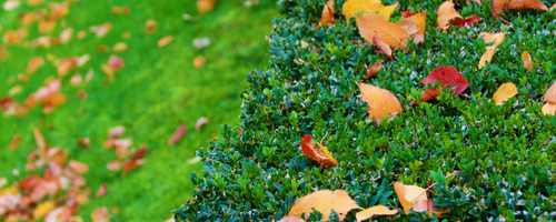 ❄️ Winter Wonders: Boxwood &amp; Hydrangea Prep Tips ❄️ - mailchi.mp/ngb.org/winter… Plus lots more tips, products, books and reads!