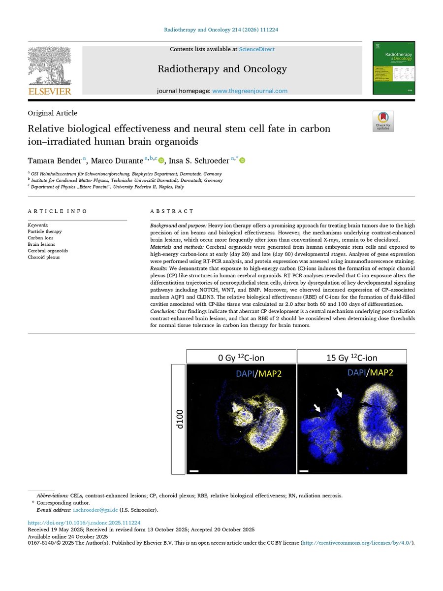 RRobaina75's tweet image. Relative biological effectiveness and neural stem cell fate in carbon ion–irradiated human brain organoids.
#aeprot #particletherapy #hadrontherapy #CIRT