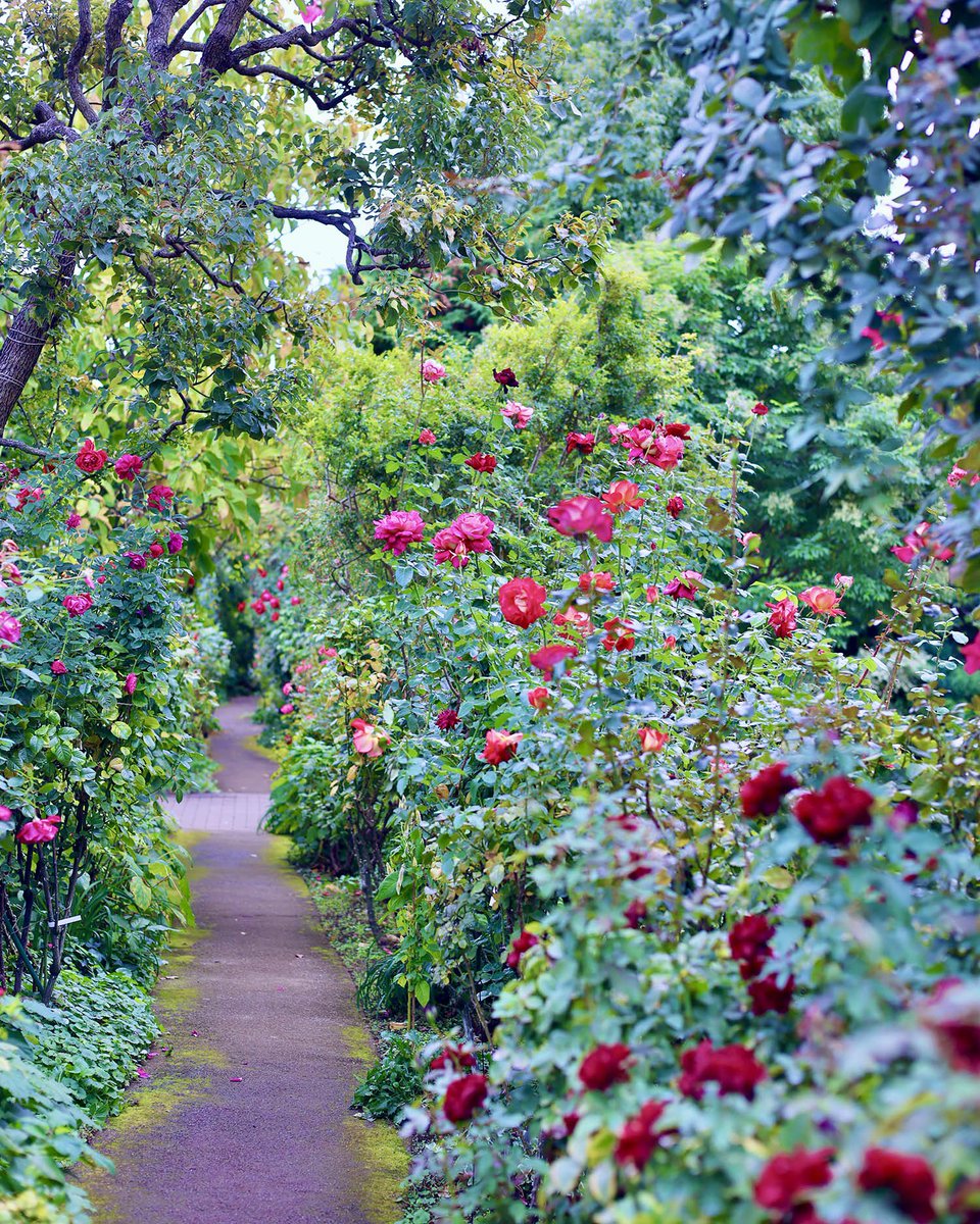 ガーゴイル　イングリッシュガーデン 楽天市場】【送料無料】 Hampshire Garden Craft ガーゴイルMIDI(Small