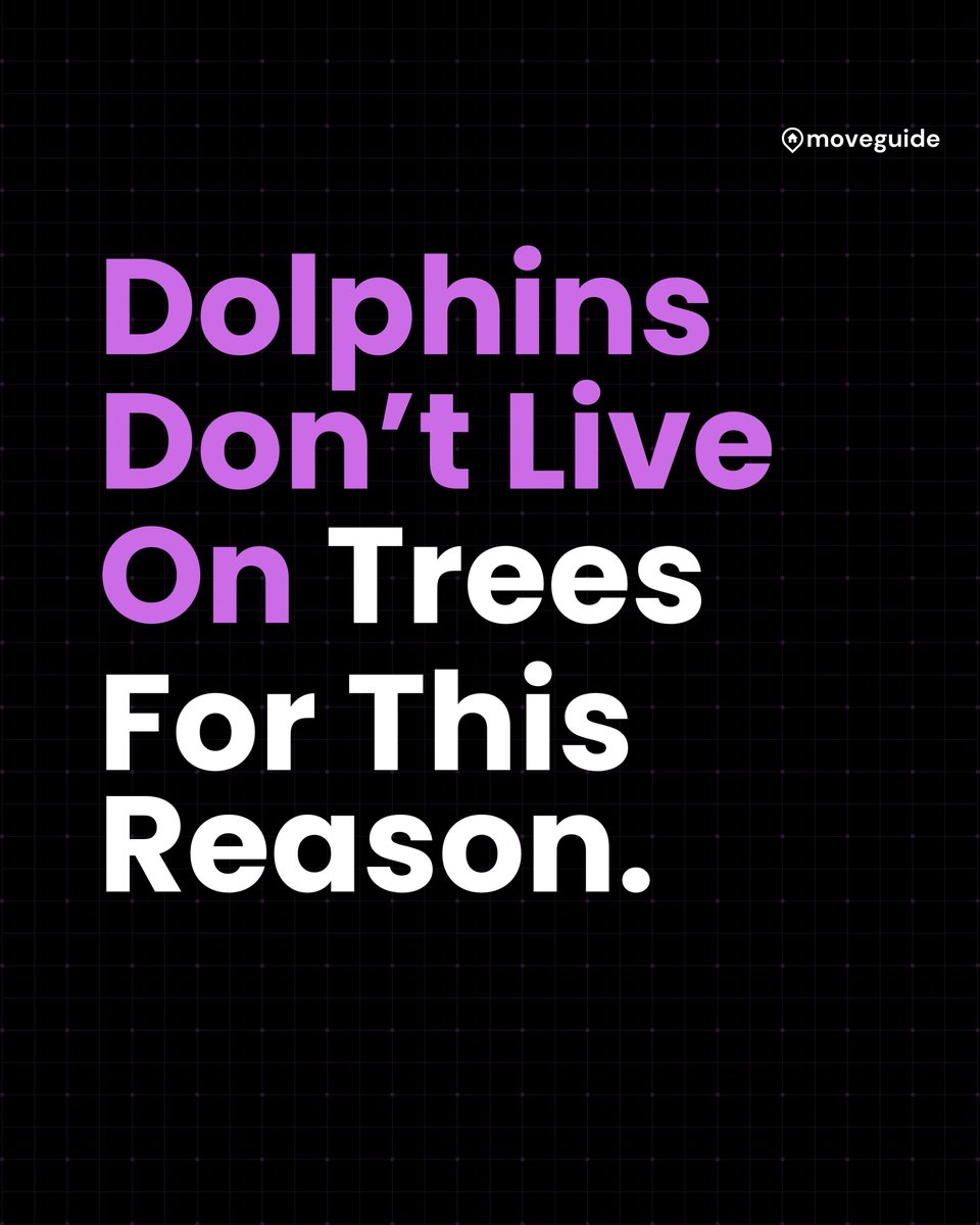 usemoveguide's tweet image. Did you know dolphins don’t migrate in straight lines—they follow comfort zones with the warm currents, food, and social bonds?

We are not dolphins, however…😌

Visit Moveguide.co to get moving.