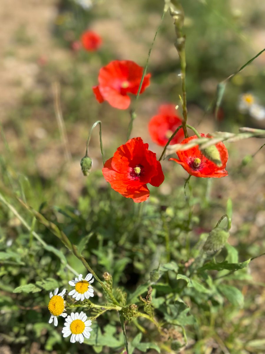 Today, we pause to remember and honour the courage, sacrifice, and service of all who have given so much for our freedom.

We join the nation in reflection and gratitude; we will remember them.❤️