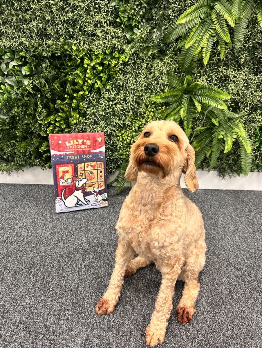BeaumontRecover's tweet photo. 🎄🐾 Office Update from Winnie Beaumont |Head of Happiness &amp; Corporate Motivation 🐾🎄

I’m officially the first Beaumont Recoveries team member to receive a Christmas gift this year and I take that as proof that I’m doing a pawsome job! 🐶✨

Huge tail wags to Harwood &amp; Co! https://t.co/s2V6DNWbQ5