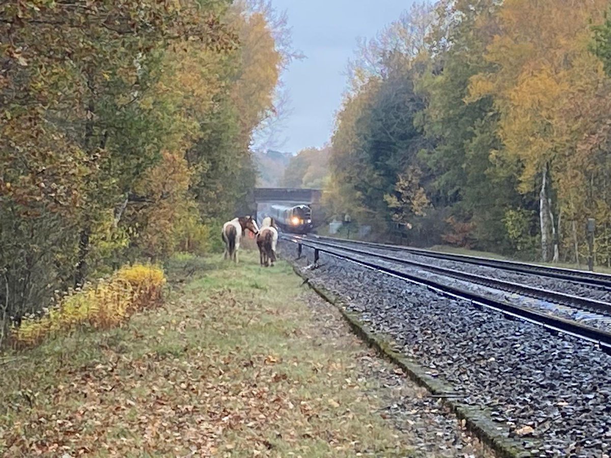 Due to horses getting on to the line near Worplesdon, we had to stop the trains and turn off the power supply to the tracks to safely remove them. 

Trains are now on the move again. We thank passengers for their patience.