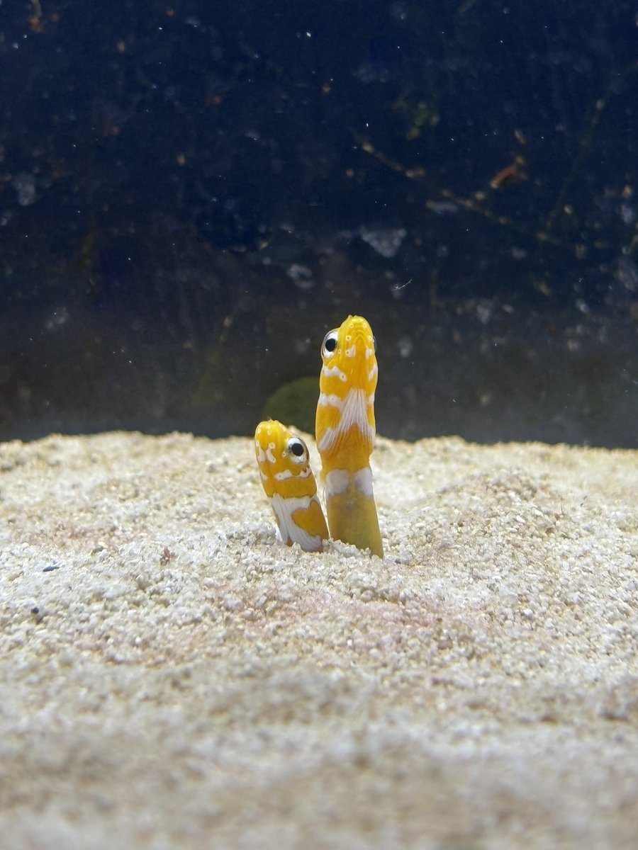 京都水族館 on X