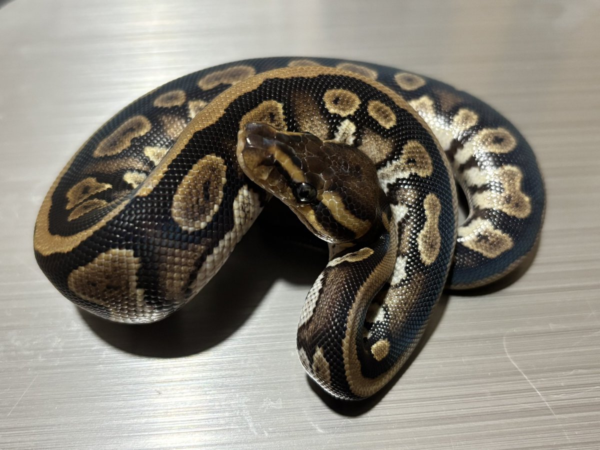 極上松山　ドクロにヒョウ根付　紙箱付　21g 東Y7-0722⭐︎2Fトヒチル 極上松山 ドクロにヒョウ根付 紙箱付 21g 東Y7-0722⭐︎2Fトヒチル