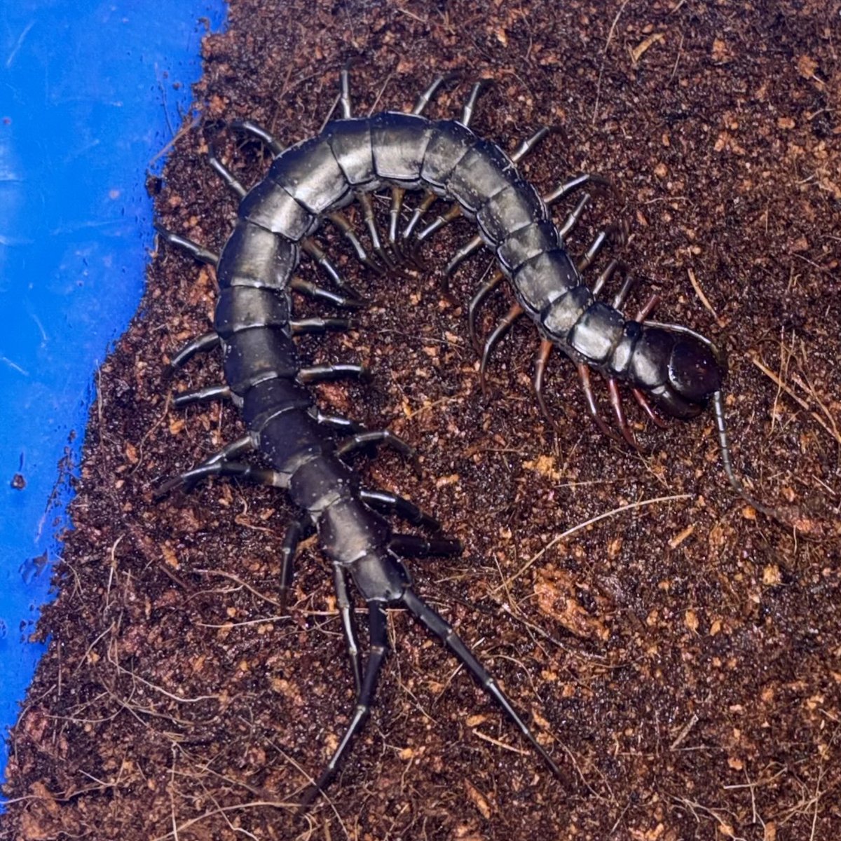 bug_forest's tweet image. 最近はイベント続きでイベント告知多めでしたが、通販サイトもしれっと更新しました〜🤩

ムカデを中心に色々と入荷してますので、是非ご覧ください‼️

⬇️通販サイトはこちらから🛒
cloveritem.base.shop