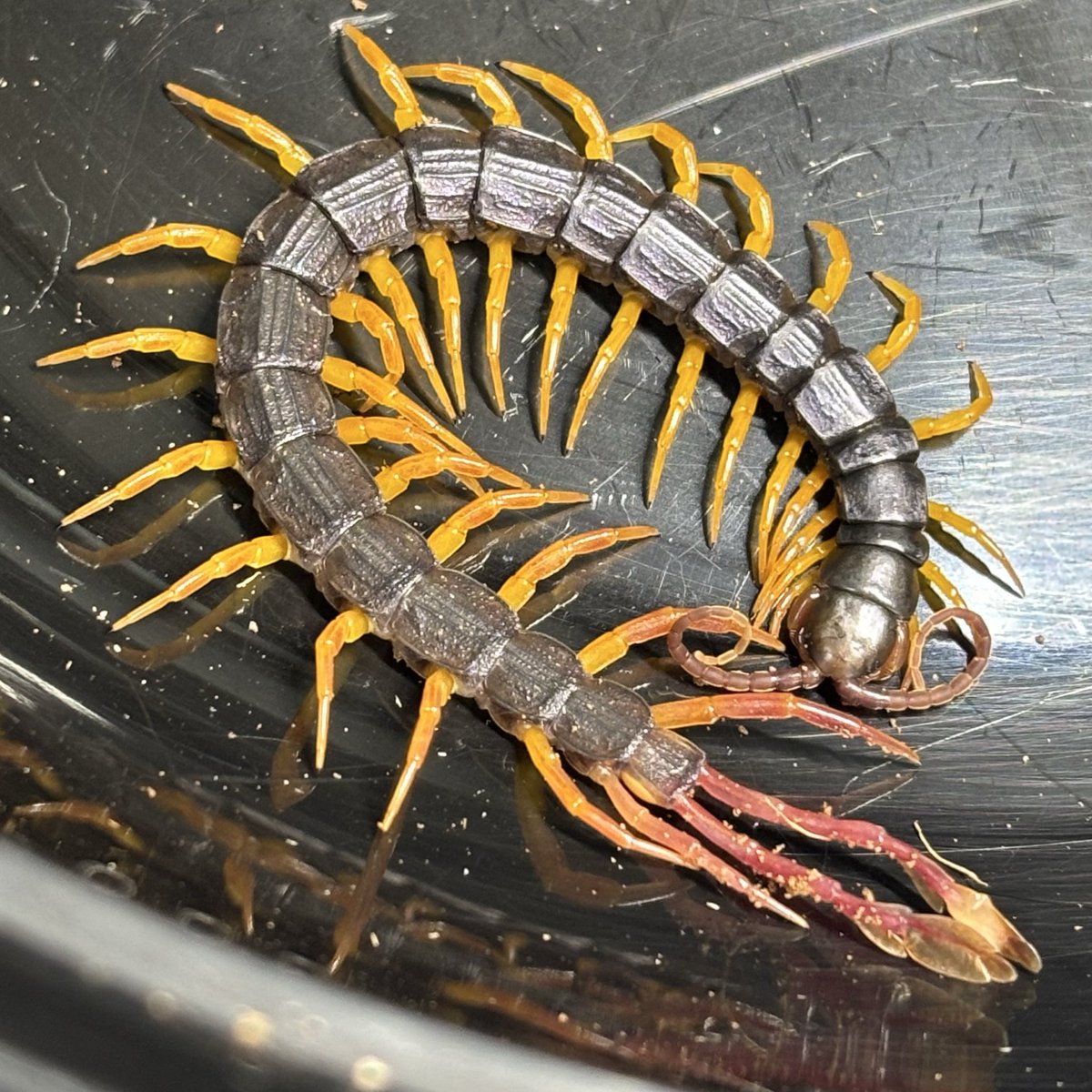 bug_forest's tweet image. 最近はイベント続きでイベント告知多めでしたが、通販サイトもしれっと更新しました〜🤩

ムカデを中心に色々と入荷してますので、是非ご覧ください‼️

⬇️通販サイトはこちらから🛒
cloveritem.base.shop