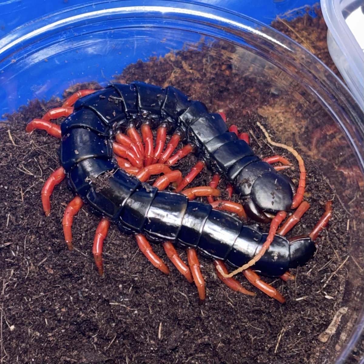 bug_forest's tweet image. 最近はイベント続きでイベント告知多めでしたが、通販サイトもしれっと更新しました〜🤩

ムカデを中心に色々と入荷してますので、是非ご覧ください‼️

⬇️通販サイトはこちらから🛒
cloveritem.base.shop