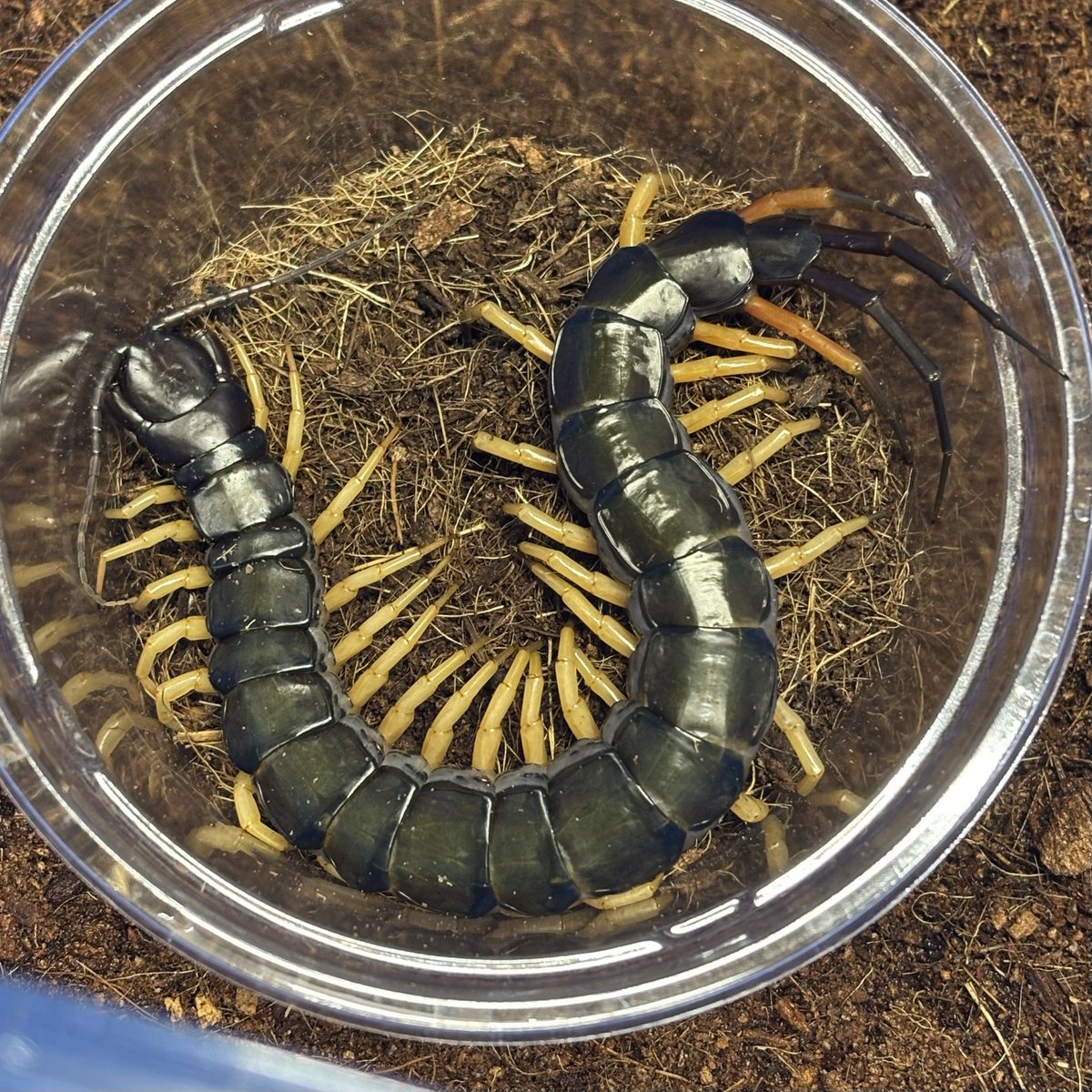 bug_forest's tweet image. 最近はイベント続きでイベント告知多めでしたが、通販サイトもしれっと更新しました〜🤩

ムカデを中心に色々と入荷してますので、是非ご覧ください‼️

⬇️通販サイトはこちらから🛒
cloveritem.base.shop