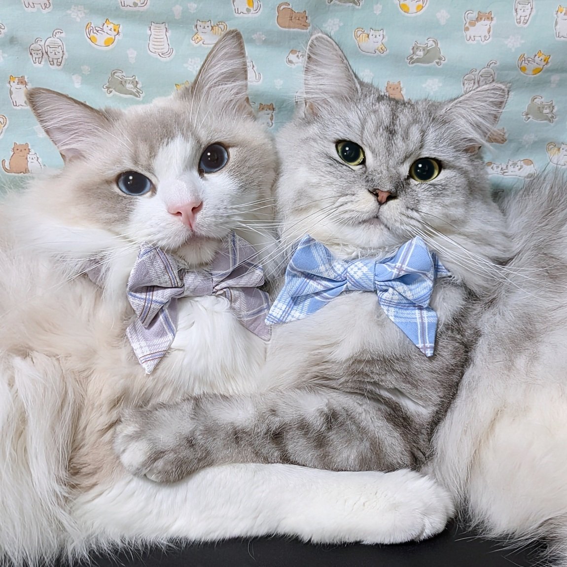 妖怪猫吸わせろ on X