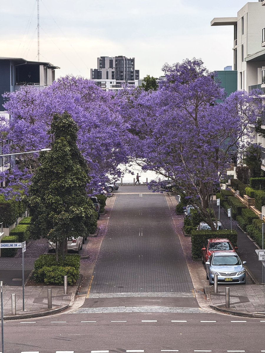 _WILMIN_'s tweet image. Jacaranda Season 💜