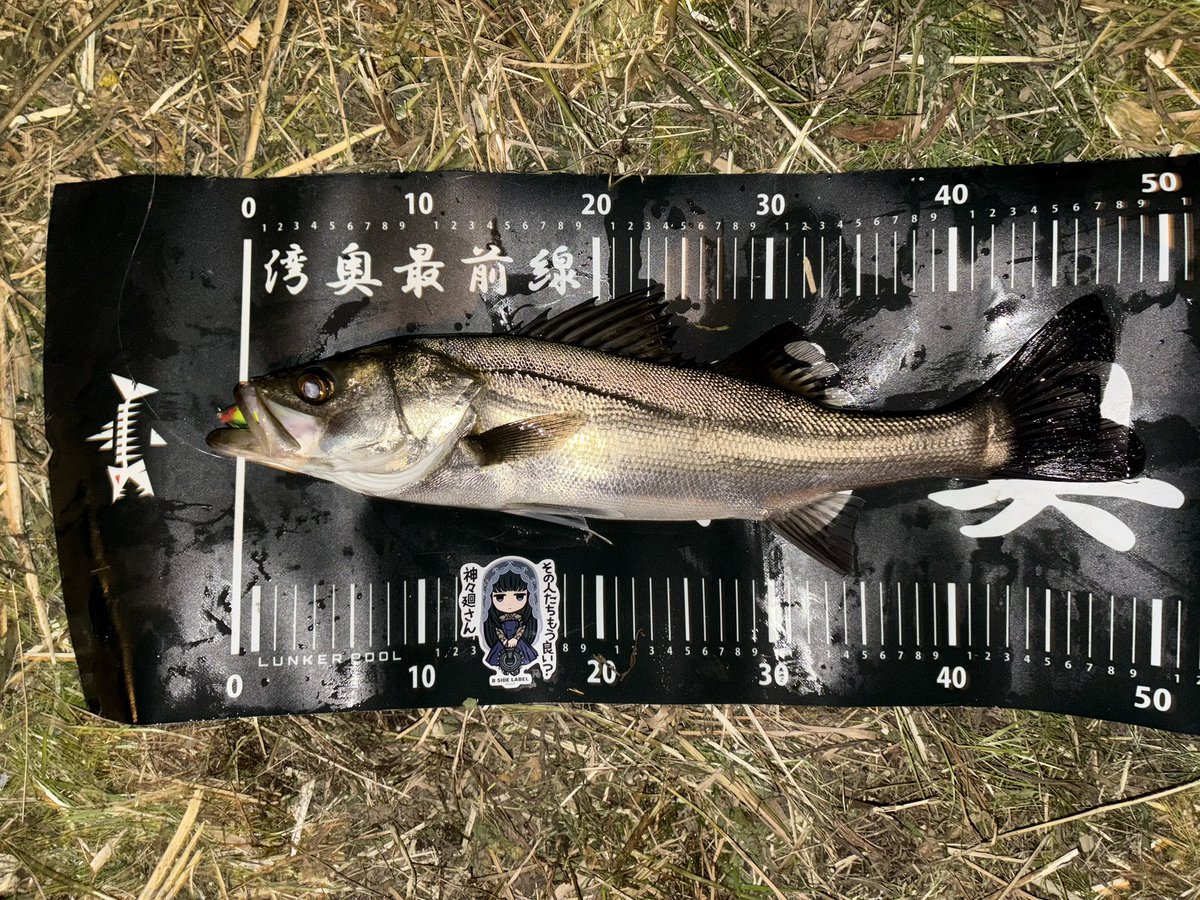 お魚様　確認用 あつし on X