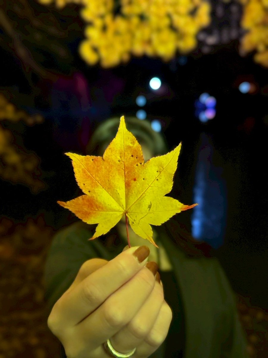 rapunzel_kitty_'s tweet photo. 秋🍂 https://t.co/iVFrpOppUb