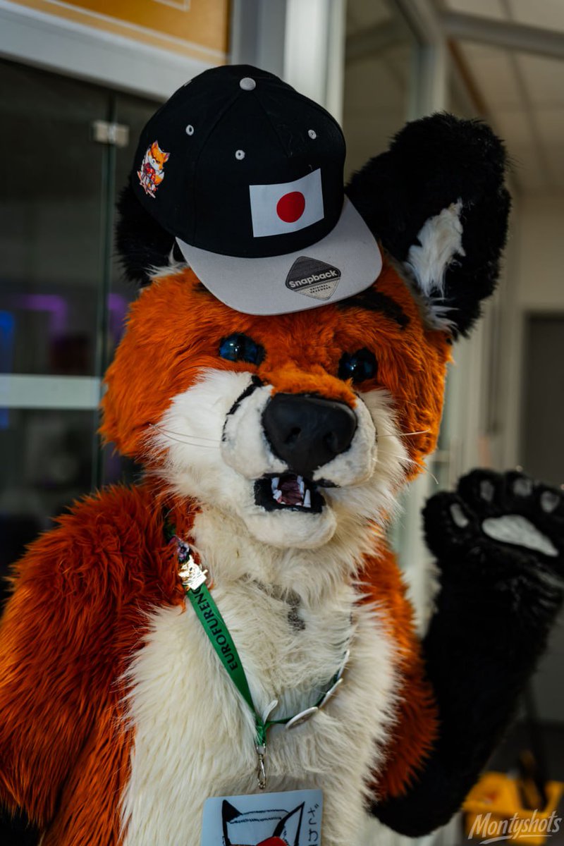 ZYonshi's tweet image. Happy #Fursuitfriday everyone 
🦊🧢🦊🧢🦊🧢🦊🧢🦊🧢🦊🧢
📷 @Monty_621 
#furry #foxfriday #furries #fox #furryfandom
