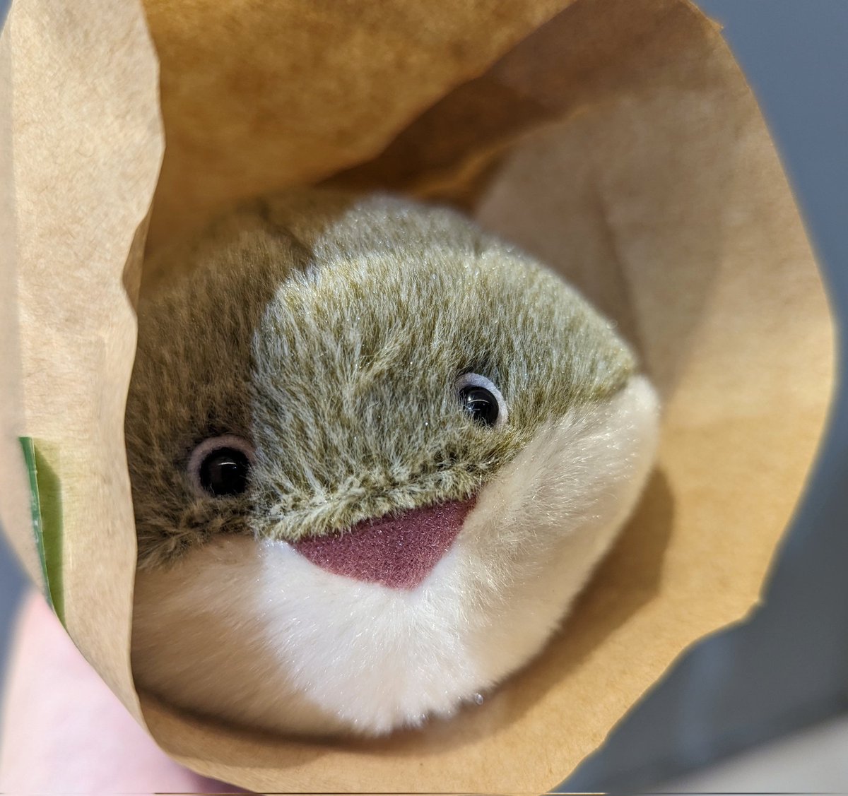 きゅーてぃーすくーるあにまるず TAKEO伊藤@きく昆虫食 on X