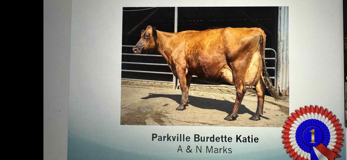 It’s nice to see a cow I had bred and then sold at my herd dispersal still doing well for her new owners. Senior champion at 11 years of age.